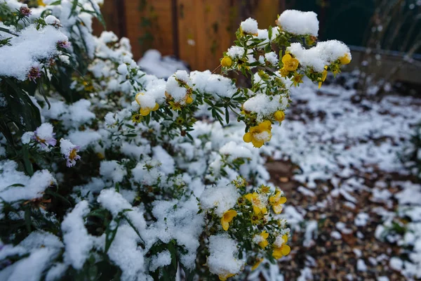 Πρώτο χιόνι κάλυψε λουλούδια — Φωτογραφία Αρχείου