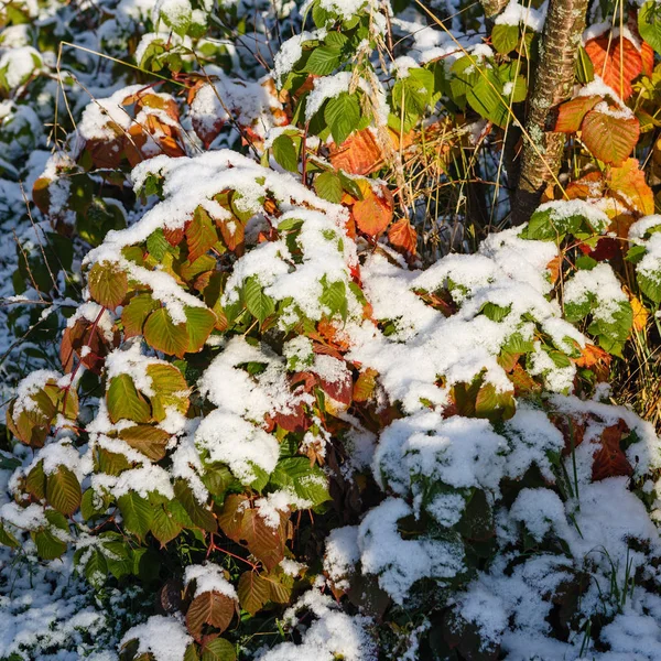 Primeras hojas cubiertas de nieve de frambuesa —  Fotos de Stock