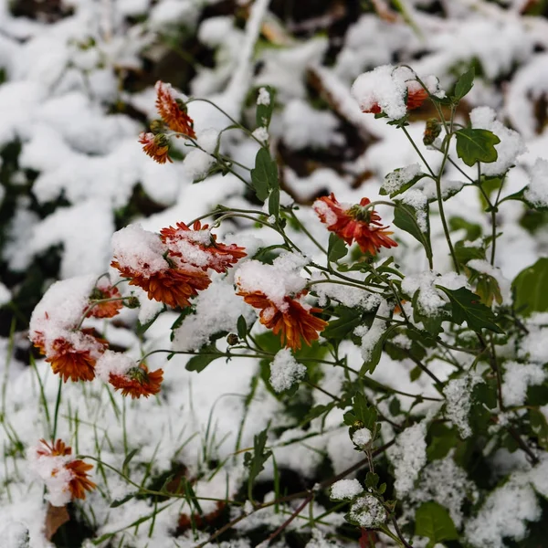 Primeras flores cubiertas de nieve —  Fotos de Stock