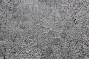 Kar dantel - karla kaplı ağaçların dalları