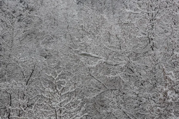 El encaje de nieve - las ramas de los árboles cubiertos de nieve —  Fotos de Stock