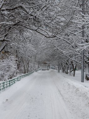 Şehirdeki sokak ve karla kaplı ağaçlar görünümünü 