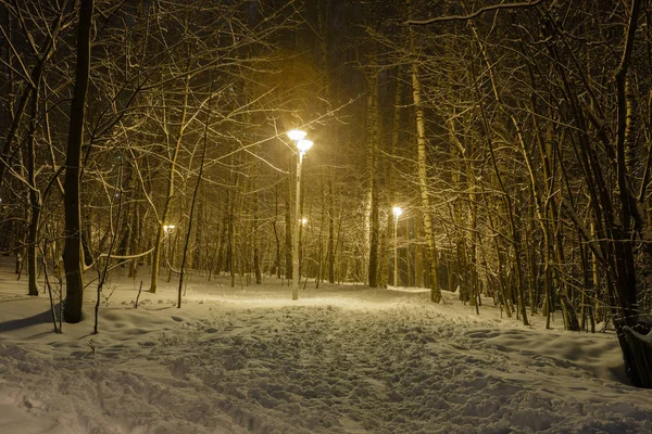 Cesta v lesoparku plněné sněhem — Stock fotografie