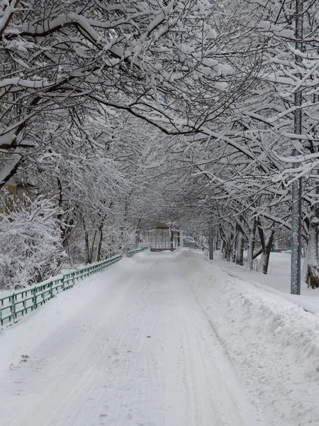 Vista de la calle y árboles cubiertos de nieve en la ciudad —  Fotos de Stock