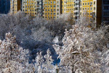 Şehirdeki sokak ve karla kaplı ağaçlar görünümünü 