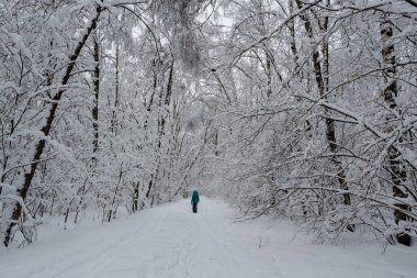 Ağaçlar karla kaplı ahşap