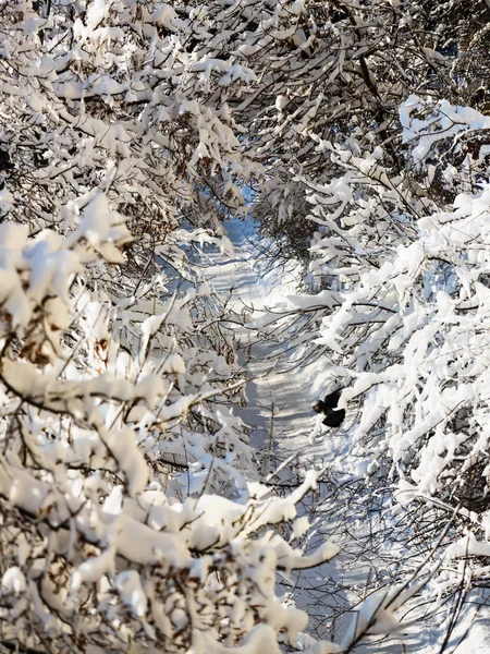 Δρόμος στο ξύλο που καλύπτονται με χιόνι — Φωτογραφία Αρχείου