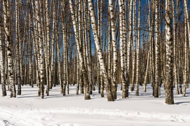 Birchwood karla kaplı