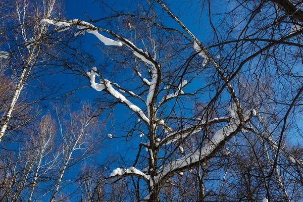 Poslední sníh na větve — Stock fotografie