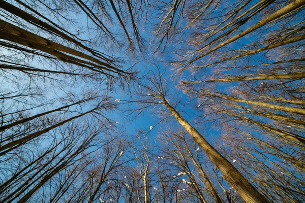 Tops of trees on clear winter sky — Stock Photo, Image