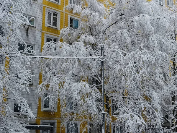 Paisaje Invernal Con Los Árboles Cubiertos Nieve Después Una Fuerte —  Fotos de Stock