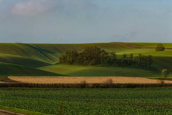 Kurven Und Kurven Der Felder Auf Den Hügeln Von Mähren — Stockfoto