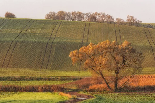 Curvas Curvas Campos Sobre Colinas Moravia República Checa —  Fotos de Stock