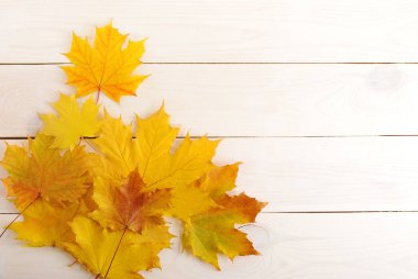 Sarı akçaağaç yaprakları ile sonbahar arka plan