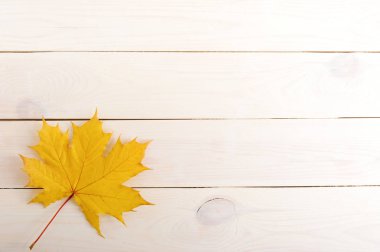 sonbahar arka plan - tek akçaağaç yaprağı 