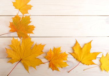 arka plan sarı sonbahar yaprakları. akçaağaç yaprakları