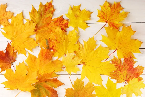 arka plan sarı sonbahar yaprakları. akçaağaç yaprakları 