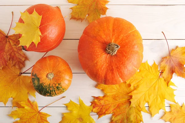 Herbststillleben, Ahornblätter und orangefarbene Kürbisse — Stockfoto