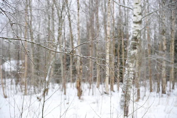 Trädgren utan löv i skogen snörik vinter — Stockfoto