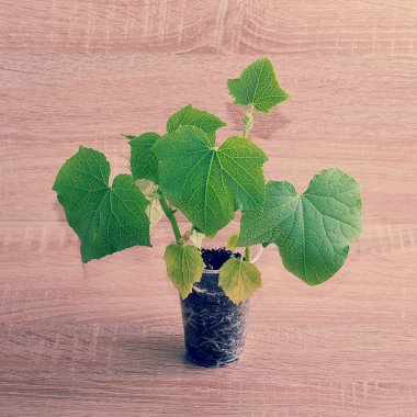ahşap arka plan üzerinde plastik bir kap içinde yeşil bitki