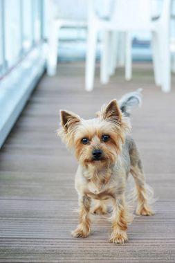 kısa saçlı Yorkshire Terrier köpek 