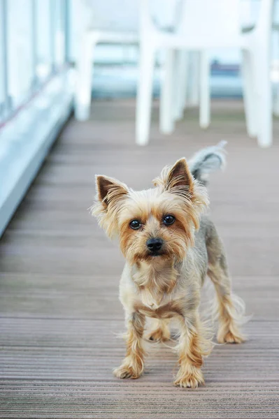 Yorkie short hair 2025