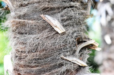 bagajında bir genç palmiye ağacı - arka plan 