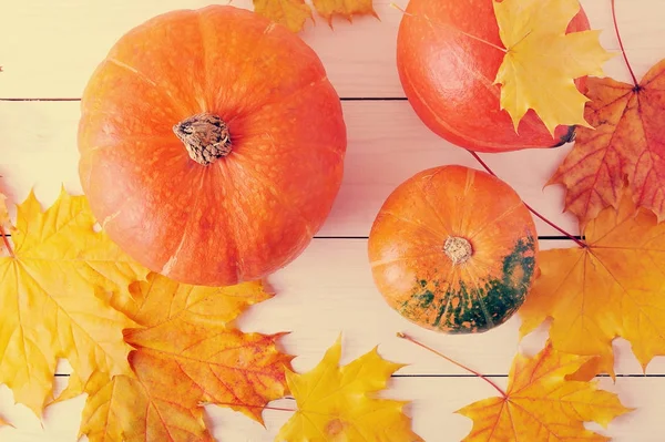 Herbststillleben, Ahornblätter und orangefarbene Kürbisse — Stockfoto