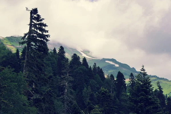 Berglandschaft - alter Baum vor dem Hintergrund des Kaukasus — Stockfoto