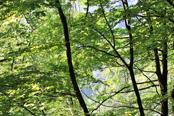 Fondo de hojas, ramas y árboles en un bosque de montaña —  Fotos de Stock