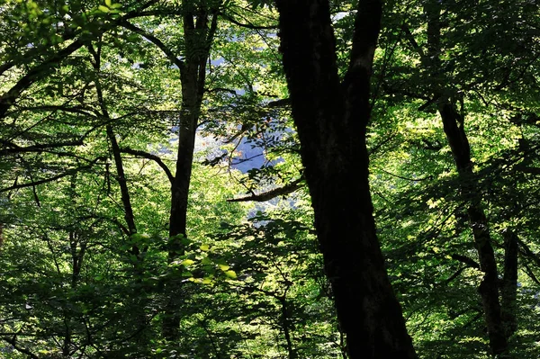 A levelek, ágak és az erdő hegyi háttér — Stock Fotó