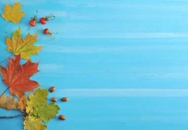 sonbahar arka plan - akçaağaç ve meşe yaprakları, meşe palamudu ve rose HIPS