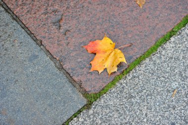 sonbahar akçaağaç yaprağı üzerinde ıslak granit yalan 