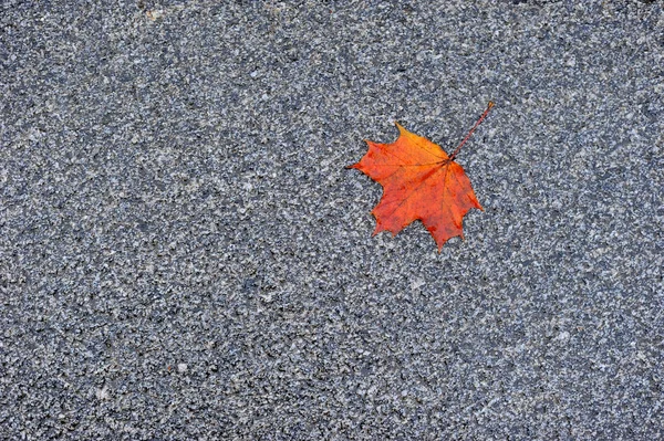 Herbst-Ahornblatt auf dem nassen Granit liegend — Stockfoto
