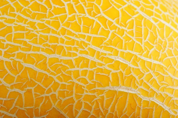 Arka plan sarı olgun kavun — Stok fotoğraf