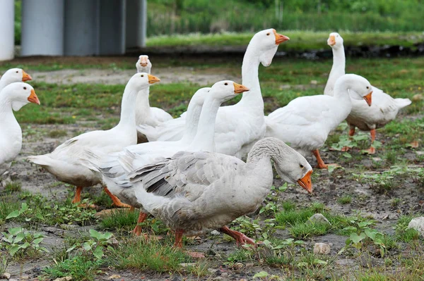 Hausgänse grasen auf einer grünen Wiese — Stockfoto