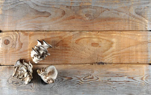 Frash oyster mushrooms on a wooden rustic background — Stock Photo, Image