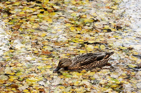 Ente schwimmt in einem Teich — Stockfoto