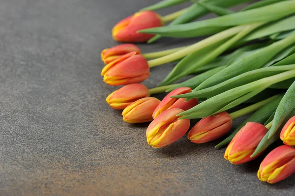 Tulipanes Sobre Fondo Gris Con Espacio Para Texto —  Fotos de Stock