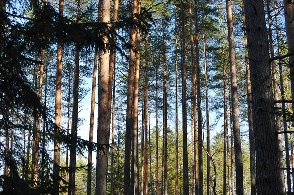 松树林中的树冠 泡沫中灿烂的阳光 — 图库照片