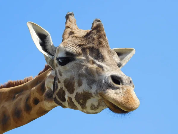 A beautiful curious giraffe peeking