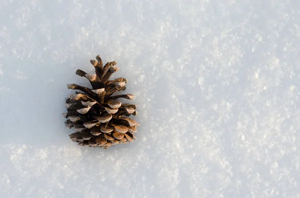 Kotte i snö — Stockfoto