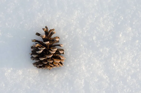 Pine cone in snow — Stock Photo, Image