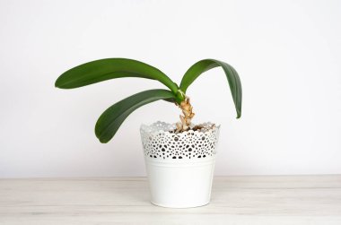 Beyaz arka planda beyaz bir mobilya masasında beyaz bir tencerede doğal saksı bitkisinin yakın çekimi.