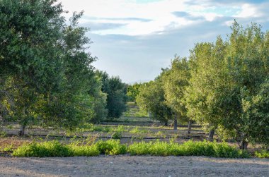 Kırsal kesimdeki zeytin ağaçları bulutlu gökyüzüne karşı .