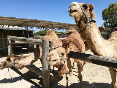 Yakın plan dromedary, aynı zamanda yazın hayvanat bahçesindeki bir deve olarak da bilinir. .