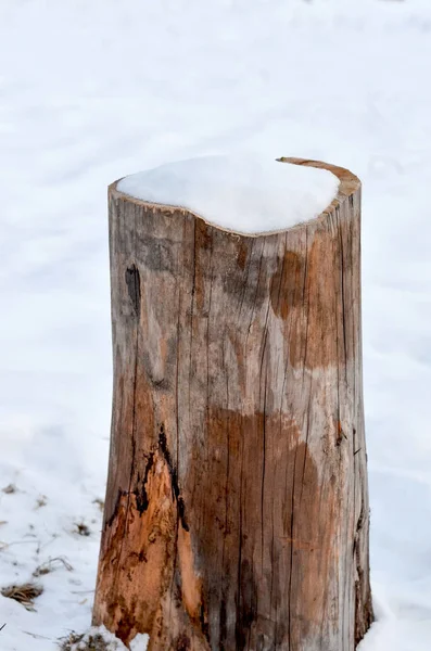 Крупный план пня сосны, покрытого снегом зимой — стоковое фото