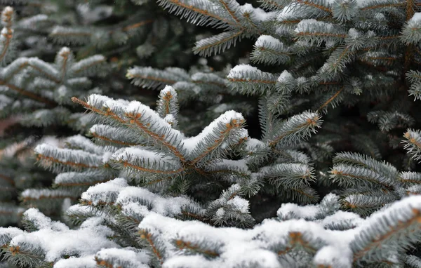 Крупный план ветки серебристой ели, покрытой снегом зимой — стоковое фото