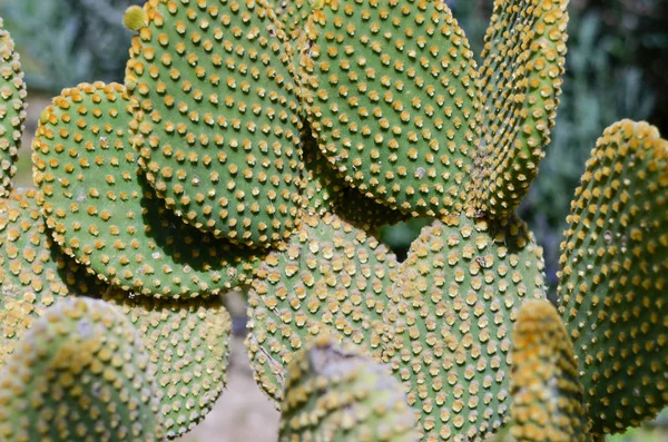 Close-up of   eastern prickly pear cactus  in desert . — 스톡 사진