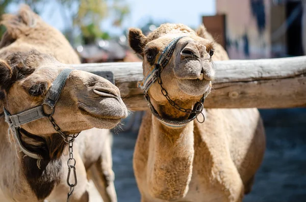 Yaz boyunca hayvanat bahçesinde iki genç deve. .